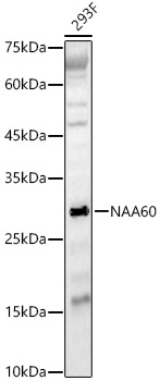 NAA60 Rabbit polyclonal antibody