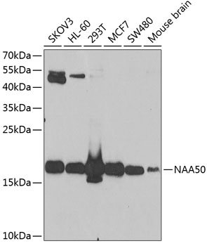 NAA50 Rabbit polyclonal antibody
