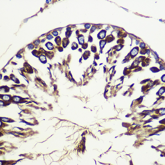 ATG10 Rabbit polyclonal antibody
