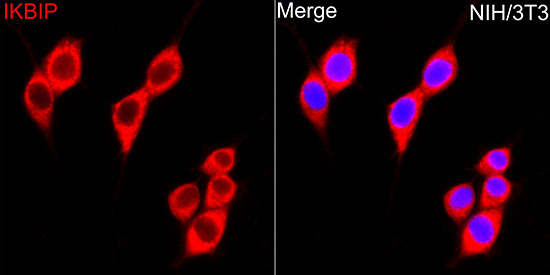 IKBIP Rabbit polyclonal antibody