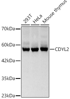 CDYL2 Rabbit polyclonal antibody