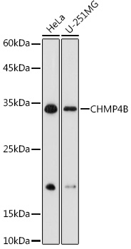 CHMP4B Rabbit polyclonal antibody