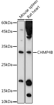 CHMP4B Rabbit polyclonal antibody