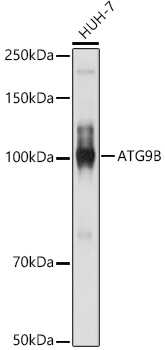 ATG9B Rabbit polyclonal antibody
