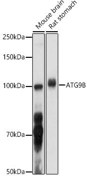 ATG9B Rabbit polyclonal antibody