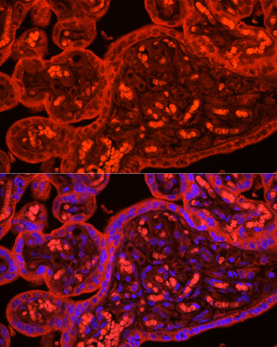 ATG9B Rabbit polyclonal antibody