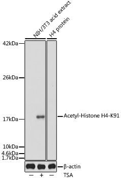 Acetyl-Histone H4-K91 Rabbit pAb