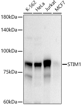 STIM1 Rabbit polyclonal antibody