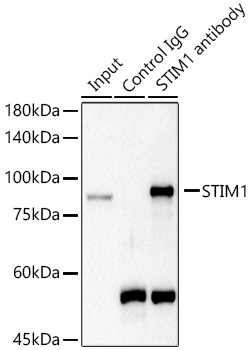 STIM1 Rabbit polyclonal antibody
