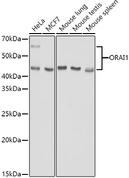 ORAI1 Rabbit polyclonal antibody