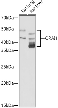 ORAI1 Rabbit polyclonal antibody