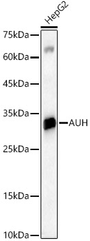 AUH Rabbit polyclonal antibody