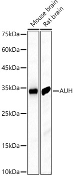 AUH Rabbit polyclonal antibody