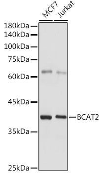 BCAT2 Rabbit polyclonal antibody