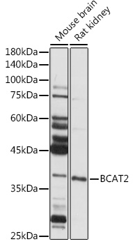 BCAT2 Rabbit polyclonal antibody