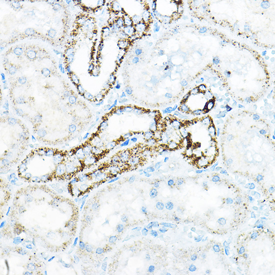 BCAT2 Rabbit polyclonal antibody