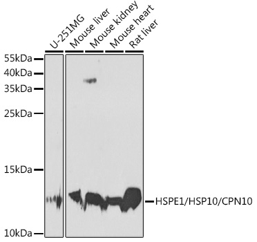 HSPE1/HSP10/CPN10 Rabbit pAb