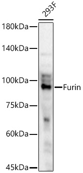 Furin Rabbit polyclonal antibody