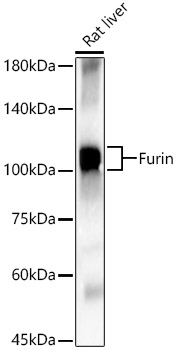 Furin Rabbit polyclonal antibody