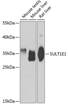 SULT1E1 Rabbit polyclonal antibody