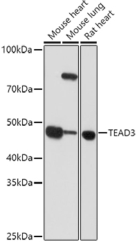 TEAD3 Rabbit polyclonal antibody