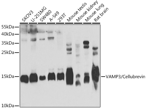 VAMP3/Cellubrevin Rabbit pAb