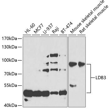 LDB3 Rabbit polyclonal antibody