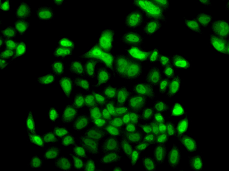 FBXO7 Rabbit polyclonal antibody