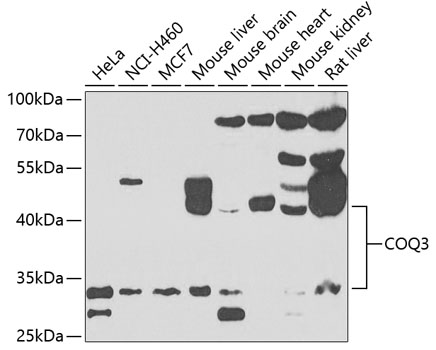 COQ3 Rabbit polyclonal antibody
