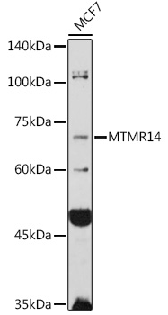 MTMR14 Rabbit polyclonal antibody