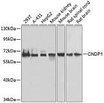 Western blot - CNDP1 Rabbit pAb (A7485)