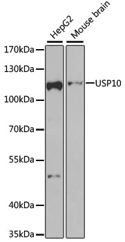 USP10 Rabbit polyclonal antibody