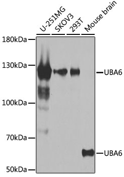 UBA6 Rabbit polyclonal antibody