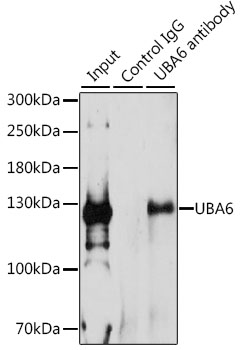 UBA6 Rabbit polyclonal antibody