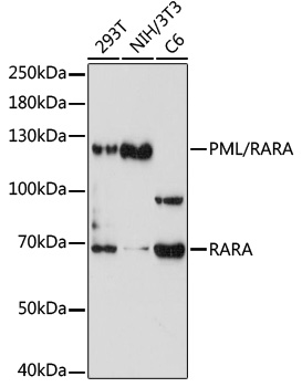 PML/RARA Rabbit pAb