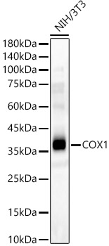 COX1 Rabbit polyclonal antibody