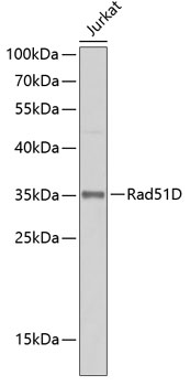 Rad51D Rabbit pAb