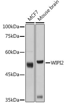 WIPI2 Rabbit polyclonal antibody