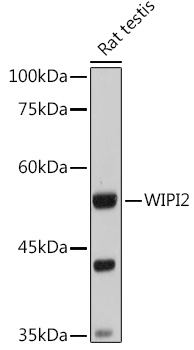 WIPI2 Rabbit polyclonal antibody