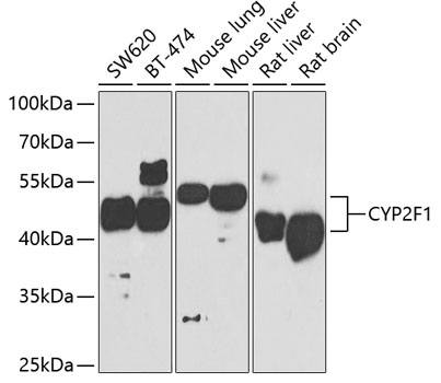 CYP2F1 Rabbit polyclonal antibody