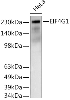 EIF4G1 Rabbit polyclonal antibody