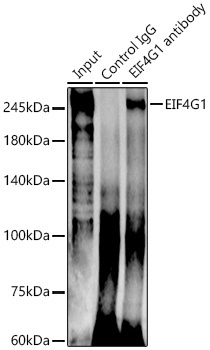 EIF4G1 Rabbit polyclonal antibody