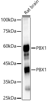 PBX1 Rabbit polyclonal antibody