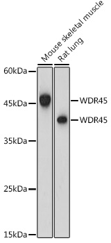 WDR45 Rabbit polyclonal antibody