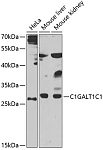 Western blot - C1GALT1C1 Rabbit pAb (A7590)