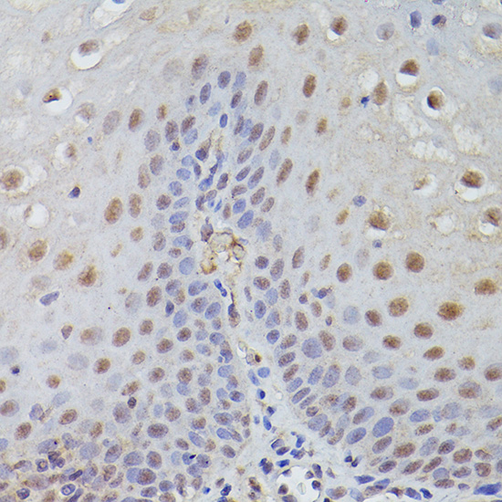 TET3 Rabbit polyclonal antibody
