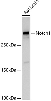 Notch1 Rabbit polyclonal antibody
