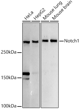 Notch1 Rabbit polyclonal antibody