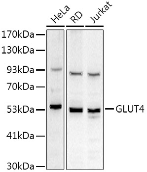 GLUT4 Rabbit polyclonal antibody