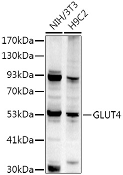 GLUT4 Rabbit polyclonal antibody
